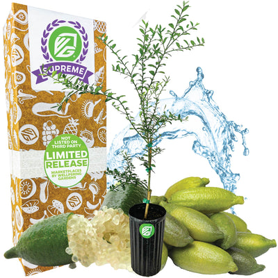 Giant Green Finger Lime Tree (1-Gal) - Citrus australasica