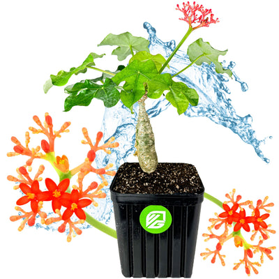 Gout Plant (Buddha Belly Plant) - Jatropha podagrica (Supreme Size)
