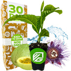 A Wellspring Gardens Granadilla Passion Fruit Vine (Giant Granadilla, Passiflora quadrangularis) in a small black pot with a non-GMO label is pictured next to fresh fruit, a purple passion flower, water splash, and 30 Day Guarantee box—ideal for butterfly gardens.