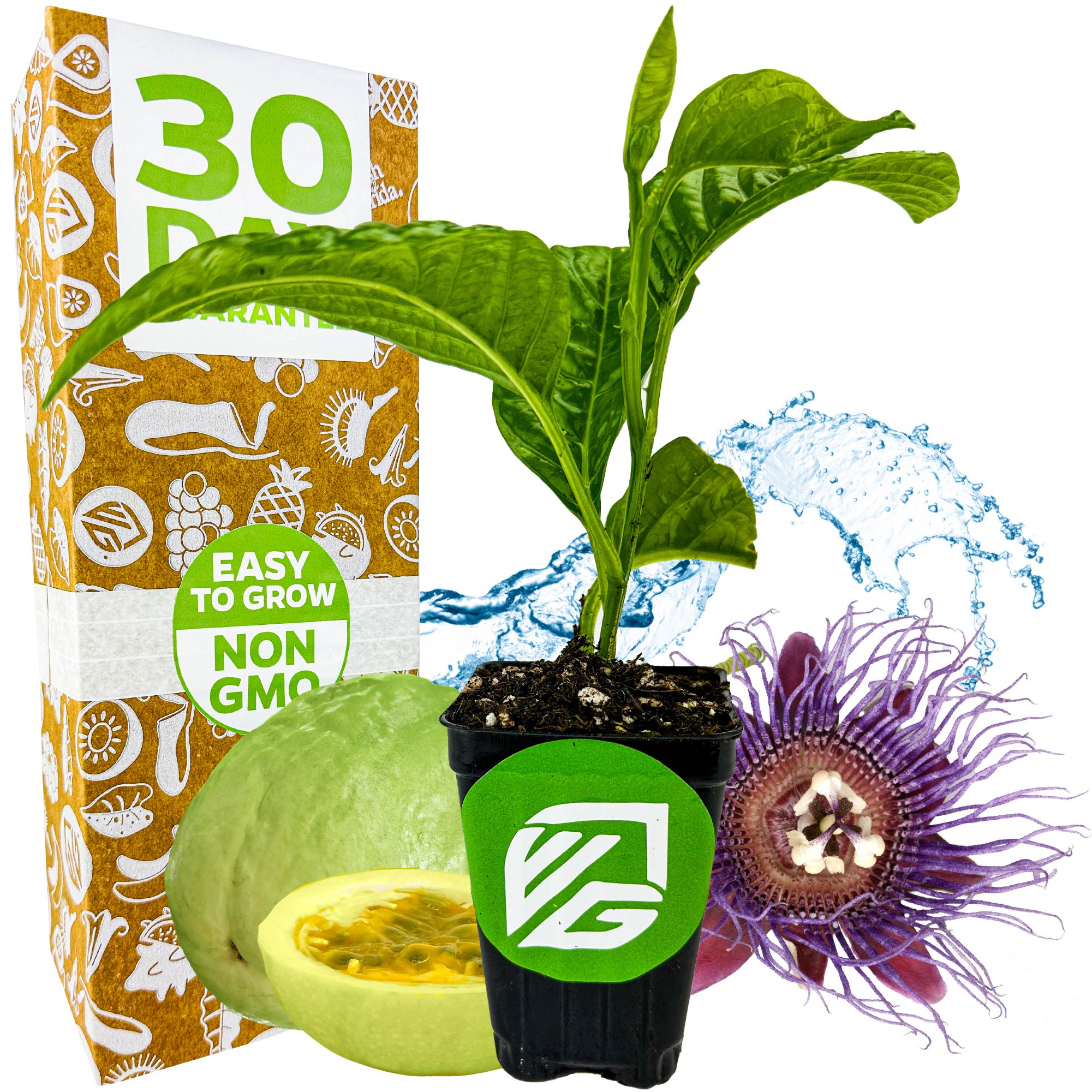 A Wellspring Gardens Granadilla Passion Fruit Vine (Giant Granadilla, Passiflora quadrangularis) in a small black pot with a non-GMO label is pictured next to fresh fruit, a purple passion flower, water splash, and 30 Day Guarantee box—ideal for butterfly gardens.