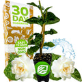A fragrant Grand Duke of Tuscany (Arabian Jasmine) from Wellspring Gardens, with white blooms, stands by a gold box patterned with fruits and a "30 Day Guarantee" label, while water splashes behind the patio jasmine plant.