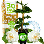 A fragrant Grand Duke of Tuscany (Arabian Jasmine) from Wellspring Gardens, with white blooms, stands by a gold box patterned with fruits and a "30 Day Guarantee" label, while water splashes behind the patio jasmine plant.