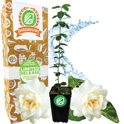 Grand Duke of Tuscany (Arabian Jasmine) - Jasminum sambac (3/4-QT Premium)
