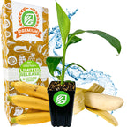 A small Wellspring Gardens Gros Michel "Big Mike" Banana (Musa) plant is in front of a Premium Limited Release box, with whole and peeled bananas and a splash of water in the background.