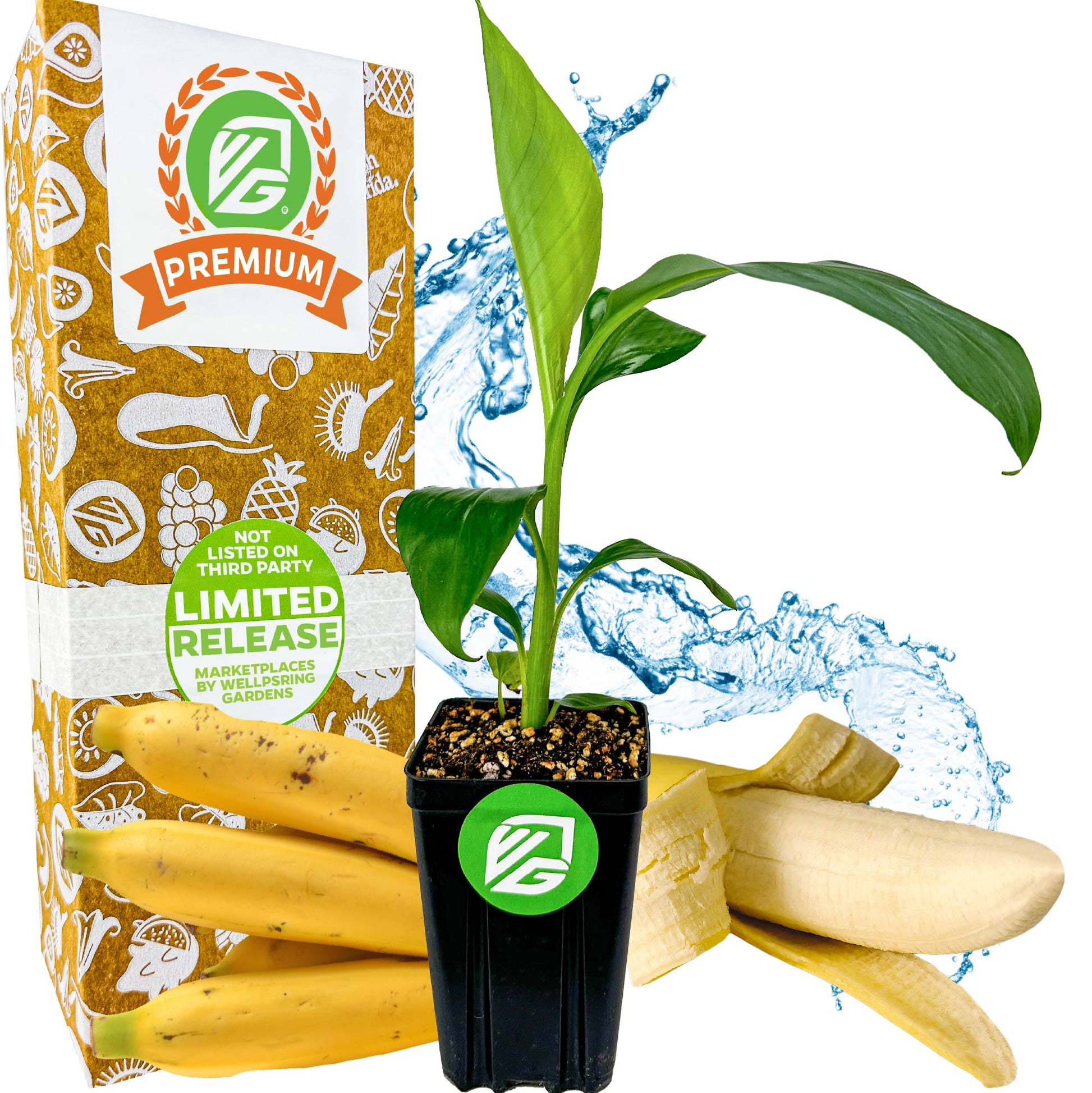 Gros Michel "Big Mike" Banana - Musa