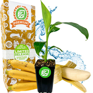 Gros Michel "Big Mike" Banana - Musa