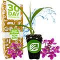 A Wellspring Gardens Ground Orchid - Spathoglottis plicata purple sits in front of a box marked 30 Day Guarantee, Easy to Grow, Non GMO. Water splashes behind, and both pot and box display a green VG logo.