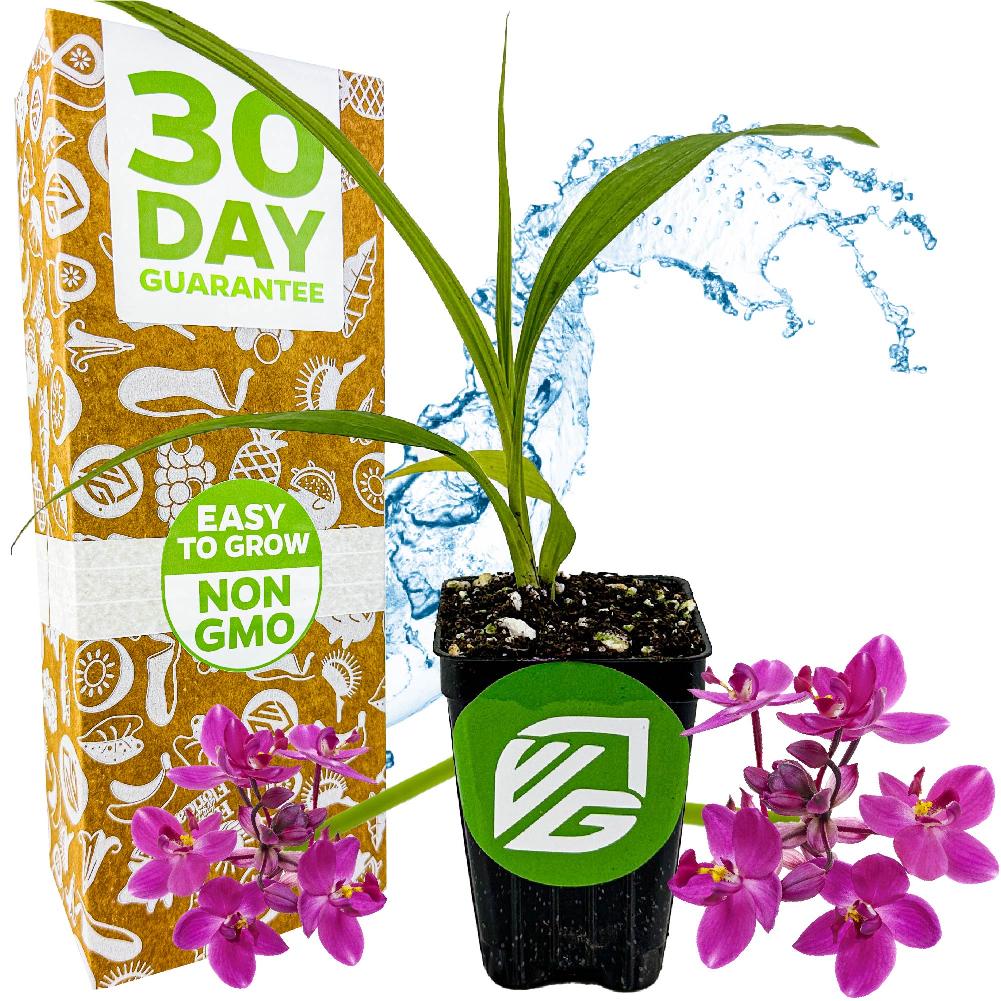 A Wellspring Gardens Ground Orchid - Spathoglottis plicata purple sits in front of a box marked 30 Day Guarantee, Easy to Grow, Non GMO. Water splashes behind, and both pot and box display a green VG logo.