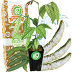 Ice Cream Bean (Inga spectabilis) tropical fruit tree by Wellspring Gardens, with lush green leaves and rare exotic seed pods. Includes illustrated Premium Limited Release box. Blue water splash graphic featured in the background.
