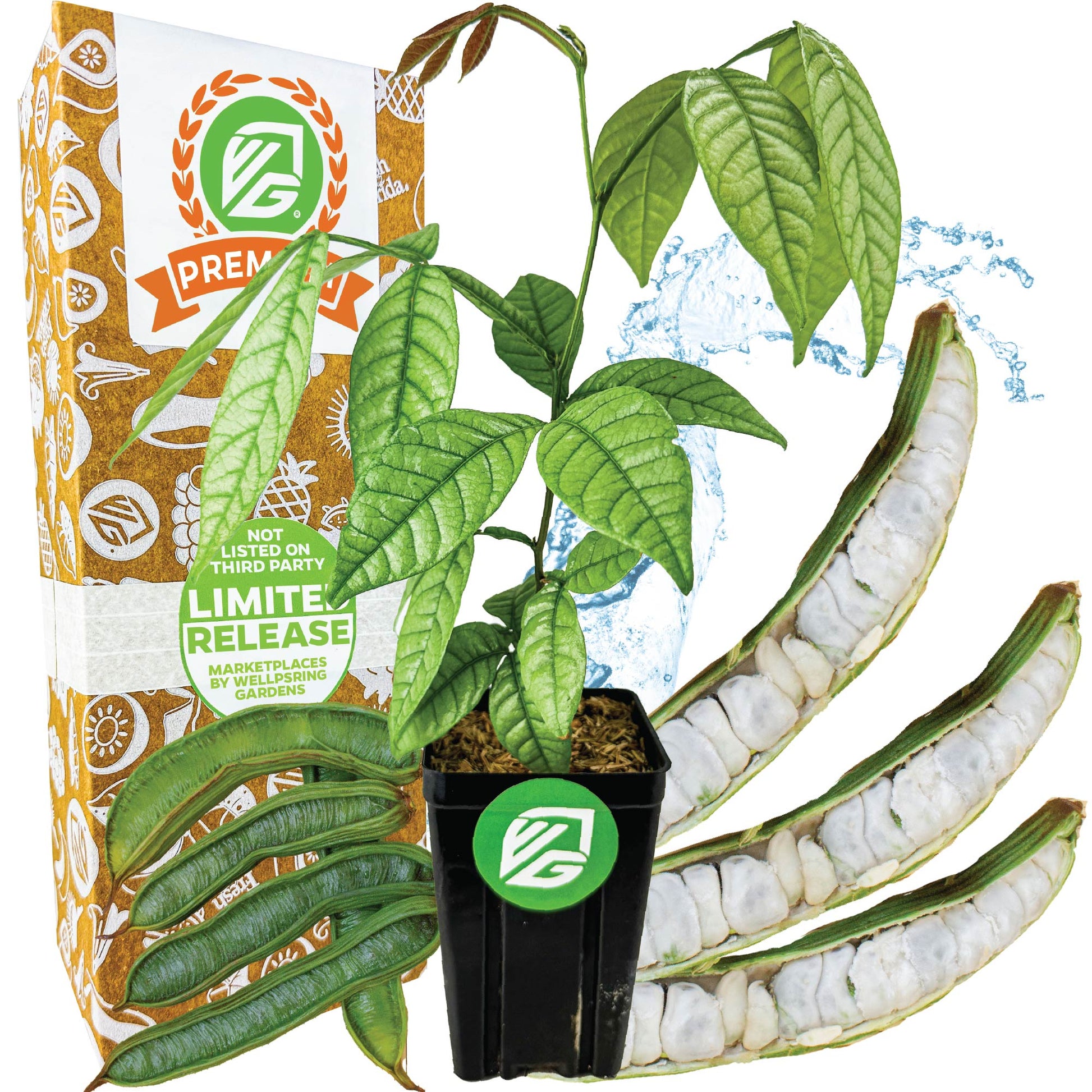 Ice Cream Bean - Inga edulis