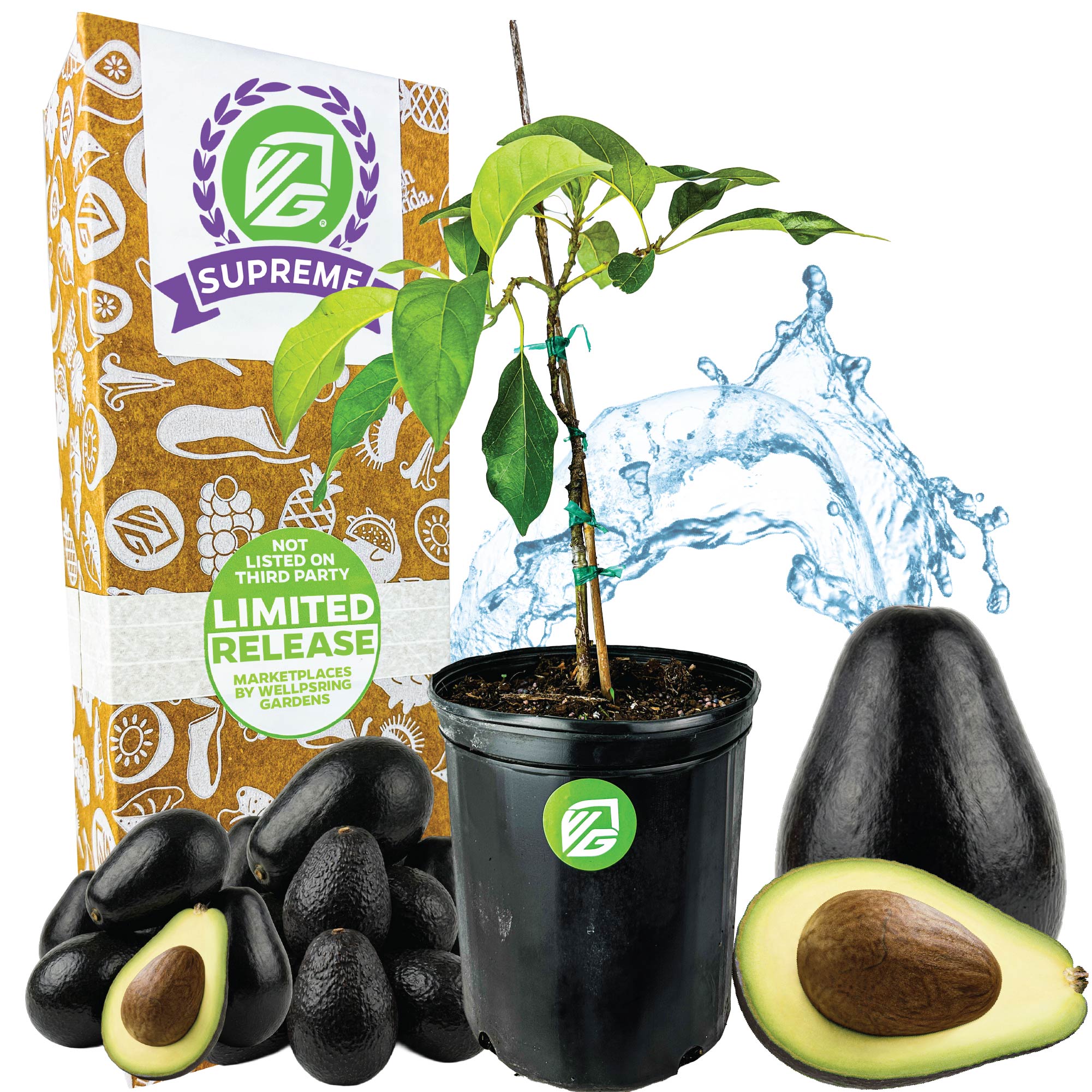 Joey Avocado - Persea americana – Wellspring Gardens