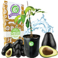 Joey Avocado - Persea americana