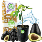 Joey Avocado - Persea americana