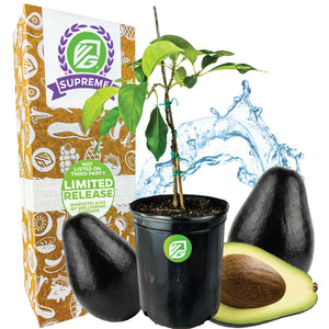 Avocado Joey - Persea americana
