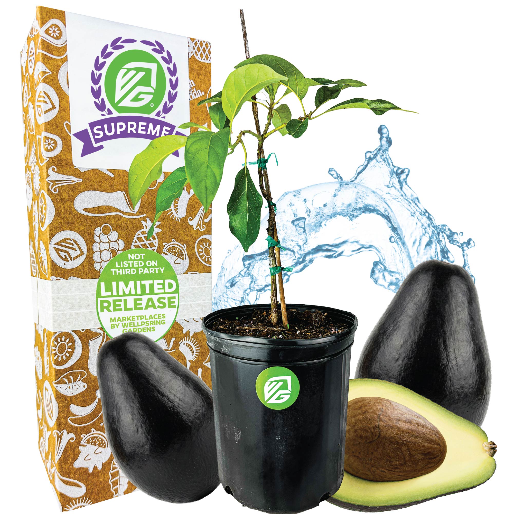 Avocado Joey - Persea americana