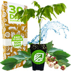A Wellspring Gardens Katuk (Sweetleaf Bush) - Sauropus androgynus plant with edible green leaves is in front of a brown box marked 30 Day Guarantee, Easy to Grow, Non GMO. Water splashes behind it, and high-protein berries are at the base.