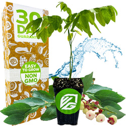 A Wellspring Gardens Katuk (Sweetleaf Bush) - Sauropus androgynus plant with edible green leaves is in front of a brown box marked 30 Day Guarantee, Easy to Grow, Non GMO. Water splashes behind it, and high-protein berries are at the base.