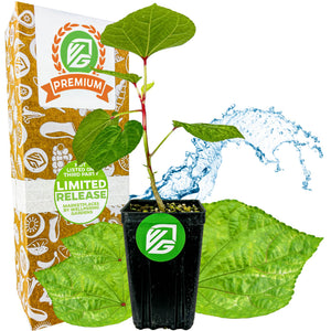 A small green Kiko's Crump™ South Sea Salad Tree (Abelmoschus manihot) from Wellspring Gardens grows in a black pot labeled VG. Behind it, a box notes 30 Day Guarantee, Easy to Grow, and Non GMO. Large leaves and water splash are in the background.