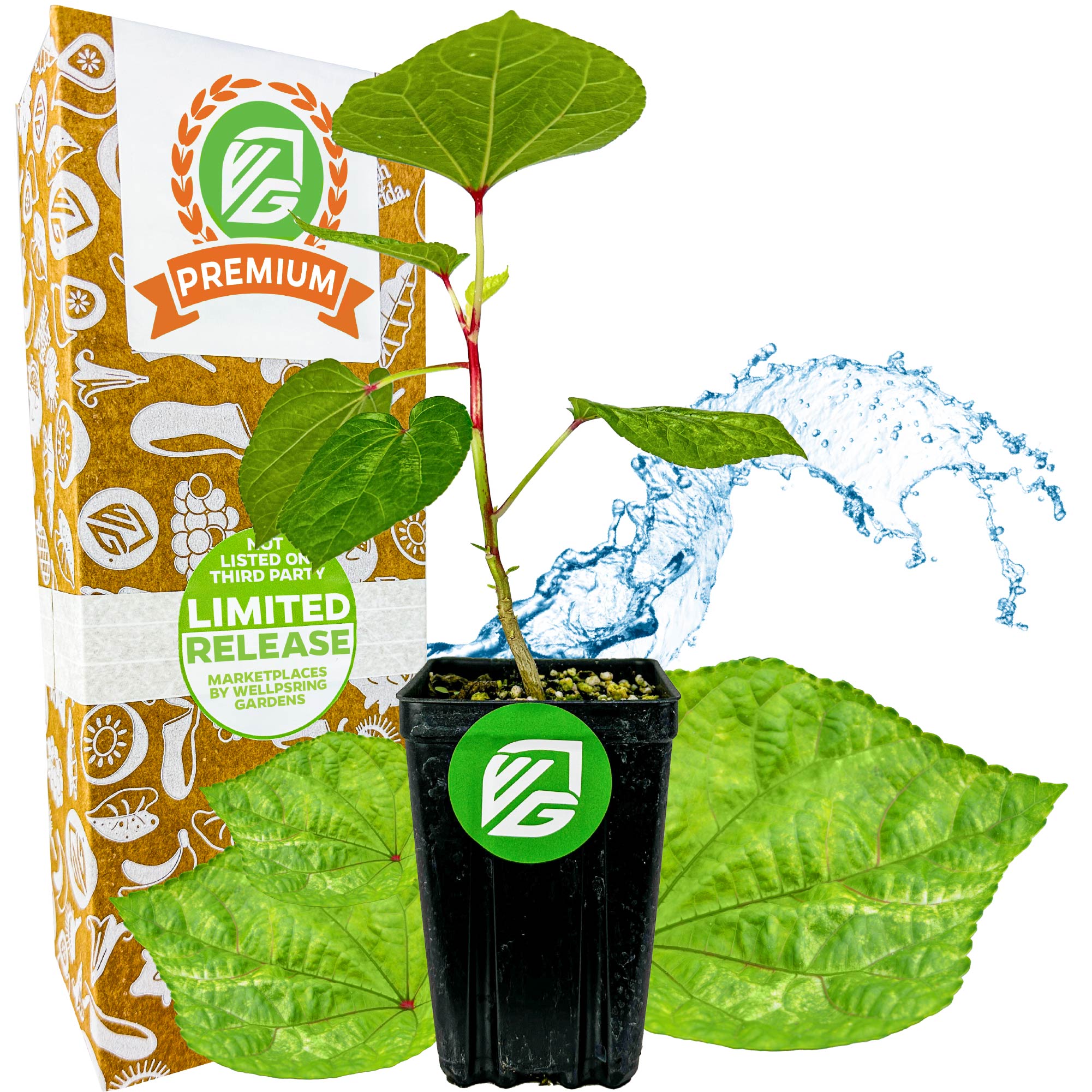 A small green Kiko's Crump™ South Sea Salad Tree (Abelmoschus manihot) from Wellspring Gardens grows in a black pot labeled VG. Behind it, a box notes 30 Day Guarantee, Easy to Grow, and Non GMO. Large leaves and water splash are in the background.