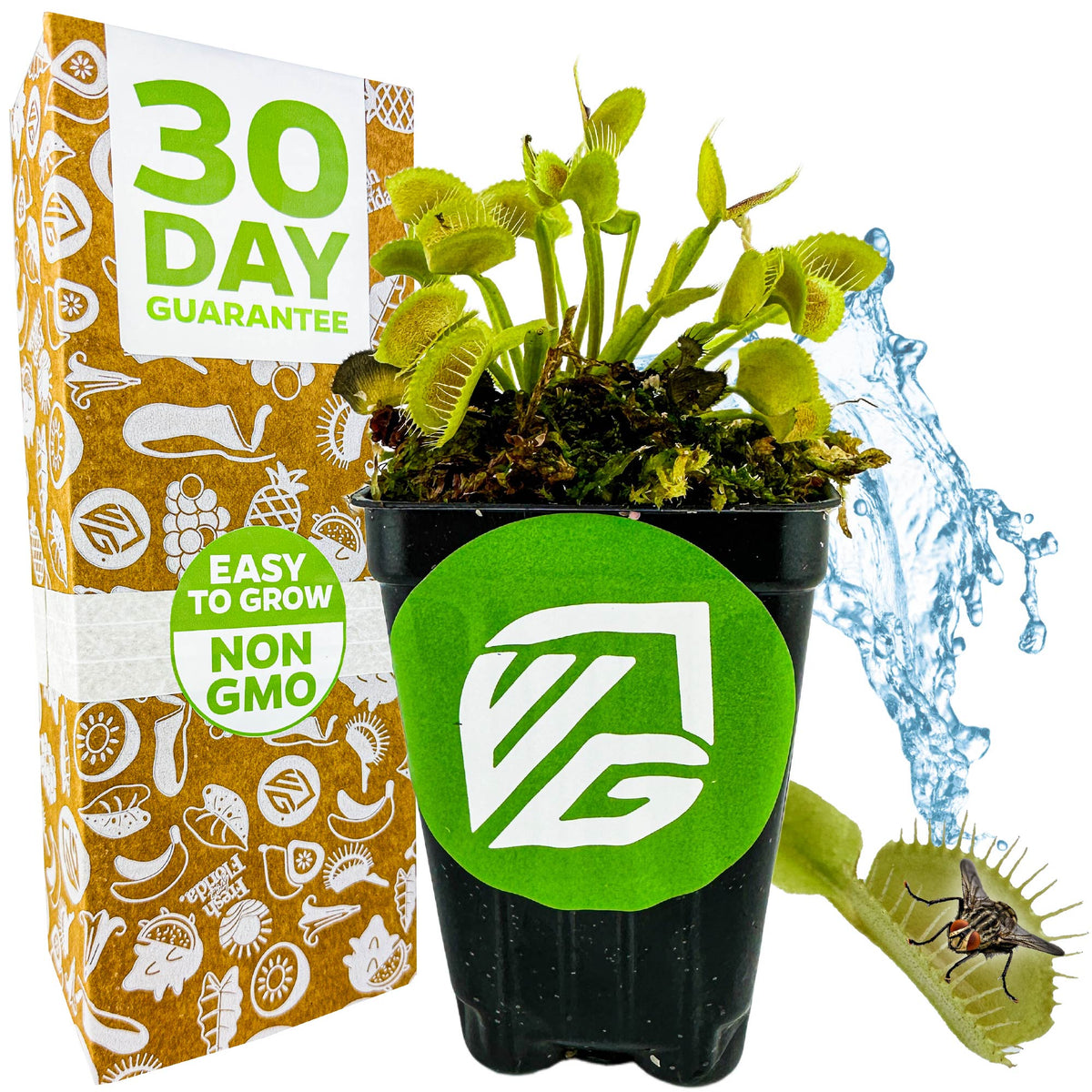 King Henry Venus Fly Trap Carnivorous Plant - Dionaea muscipula