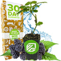 A Wellspring Gardens Kiowa Blackberry - Rubus plant, self-fertile and low chill, sits before a "30 Day Guarantee" box. Blackberries, green leaves, and splashing water accent the display.