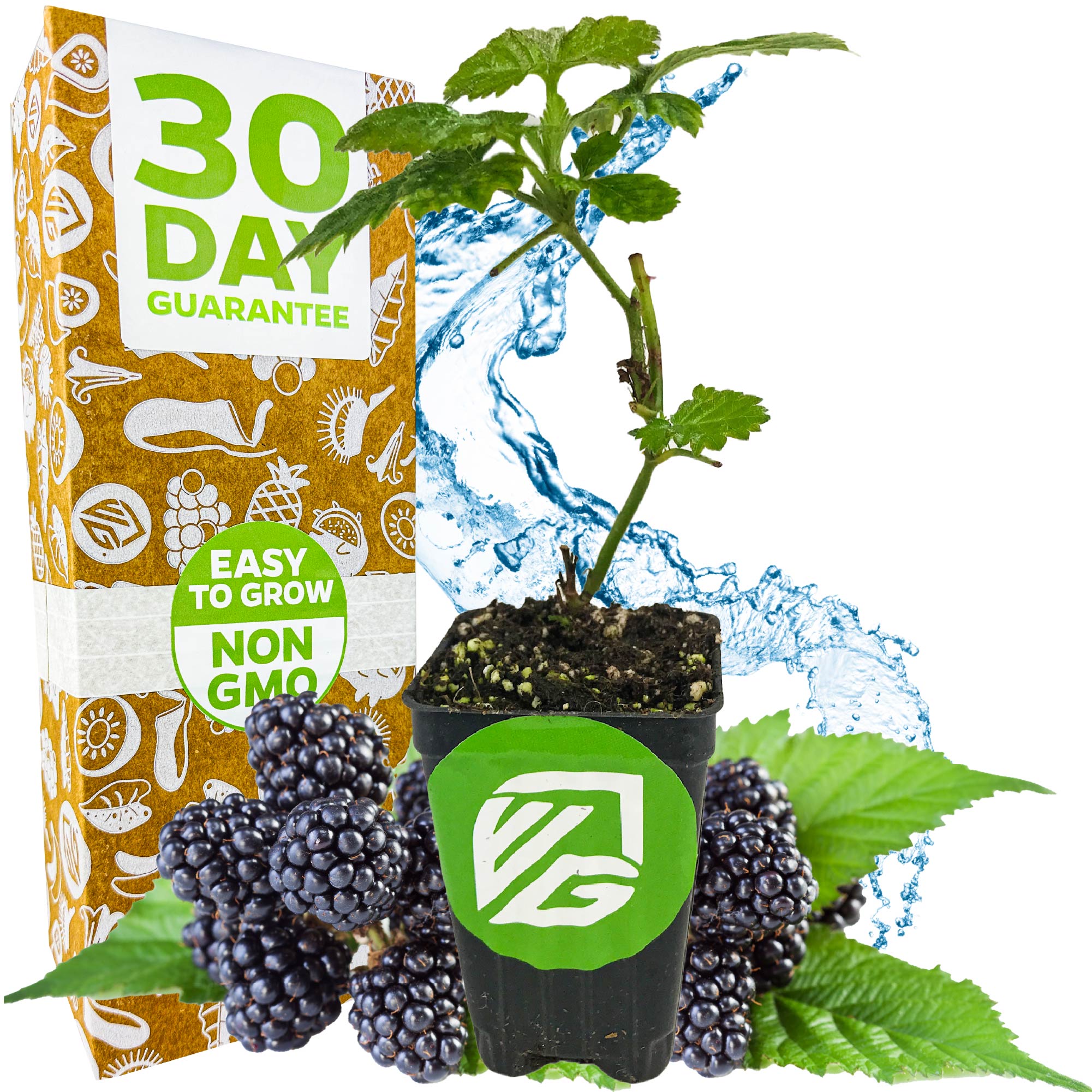A Wellspring Gardens Kiowa Blackberry - Rubus plant, self-fertile and low chill, sits before a "30 Day Guarantee" box. Blackberries, green leaves, and splashing water accent the display.