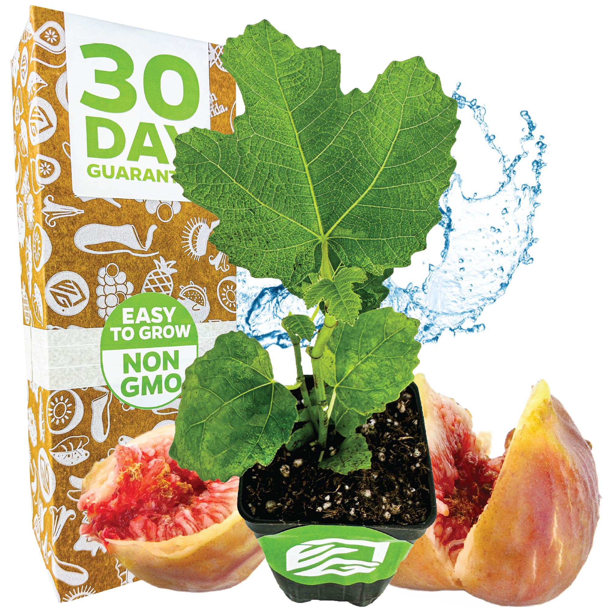 A Wellspring Gardens LSU Gold Fig Tree - Ficus carica in a small pot sits before a box labeled 30 Day Guarantee and Easy to Grow Non-GMO, with halved figs and water highlighting its fresh, large fruit and self-fertile nature.