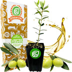 A Wellspring Gardens Leccino Olive Tree (Olea europaea) sapling is shown in front of a decorative Premium Limited Release box, with fresh Italian olives and olive oil featured in the background.