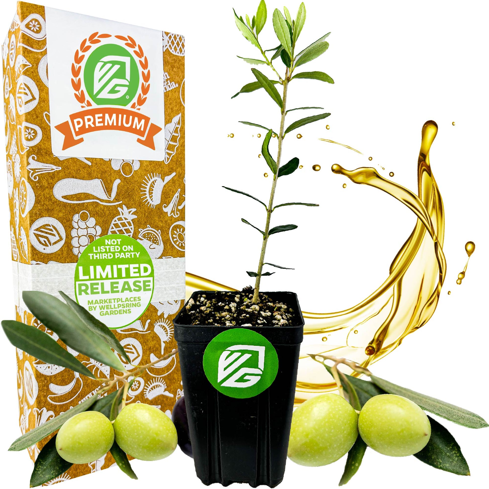 Leccino Olive Tree - Olea europaea