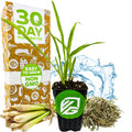 A potted Lemon Grass - Cymbopogon citratus from Wellspring Gardens sits in front of a box labeled 30 Day Guarantee, Easy to Grow, Non GMO, with water splashes, fresh and dried stalks, and health benefit mentions nearby.