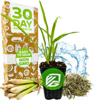 A potted Lemon Grass - Cymbopogon citratus from Wellspring Gardens sits in front of a box labeled 30 Day Guarantee, Easy to Grow, Non GMO, with water splashes, fresh and dried stalks, and health benefit mentions nearby.