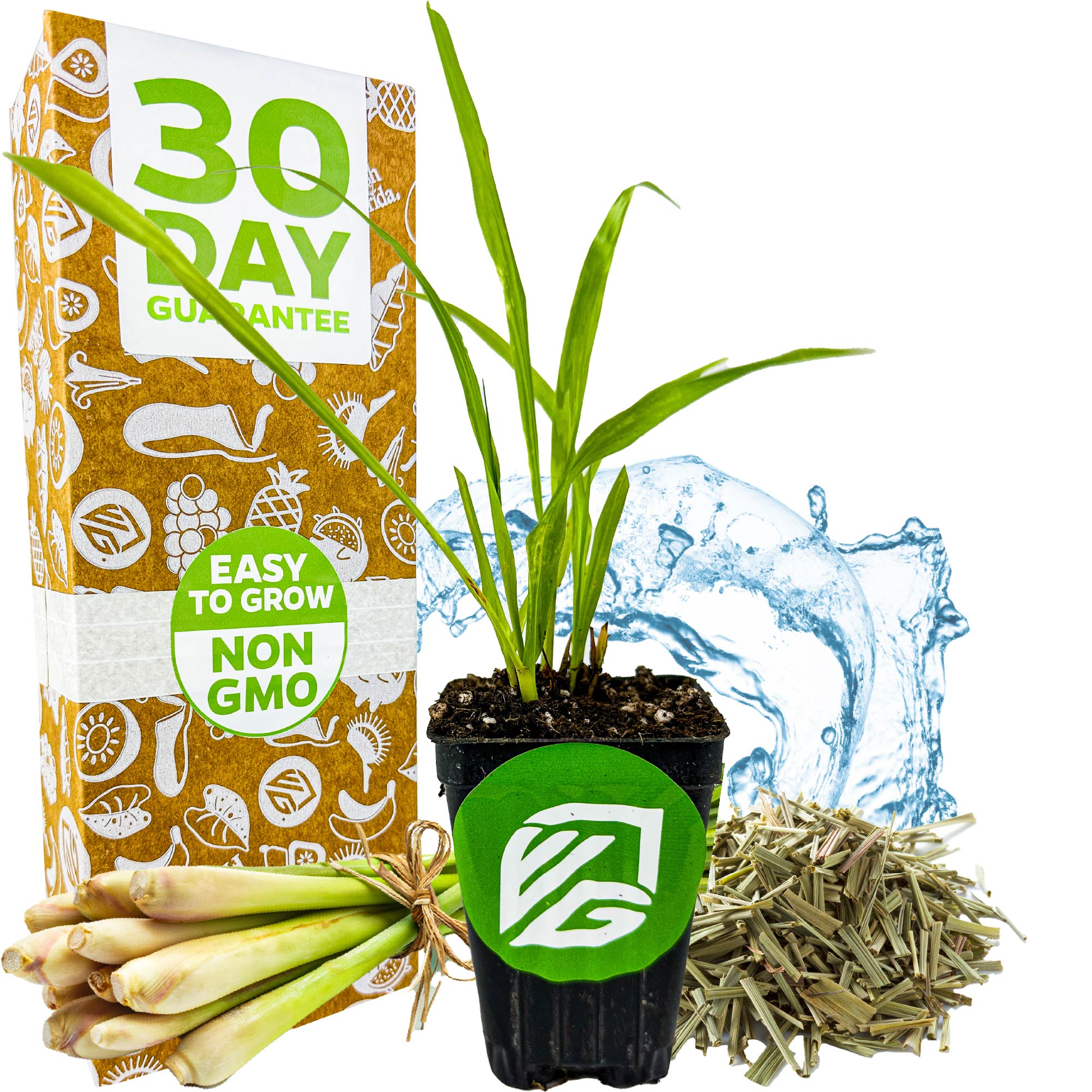 A potted Lemon Grass - Cymbopogon citratus from Wellspring Gardens sits in front of a box labeled 30 Day Guarantee, Easy to Grow, Non GMO, with water splashes, fresh and dried stalks, and health benefit mentions nearby.