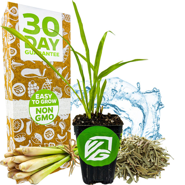 Lemon Grass - Cymbopogon citratus – Wellspring Gardens