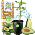 Lila (Opal) Avocado - Persea americana