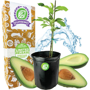 Avocado Lila (Opal)  - Persea americana