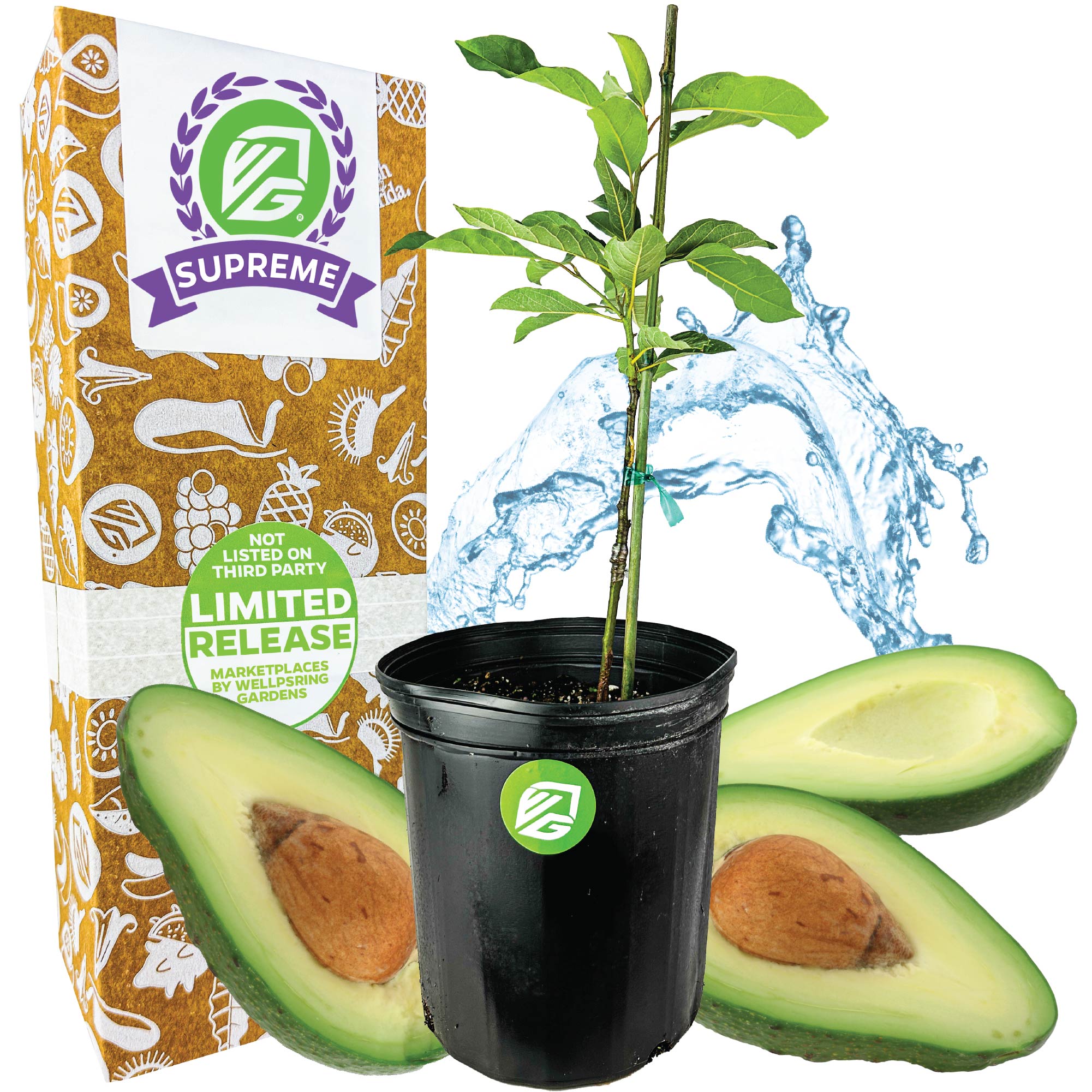 Avocado Lila (Opal)  - Persea americana