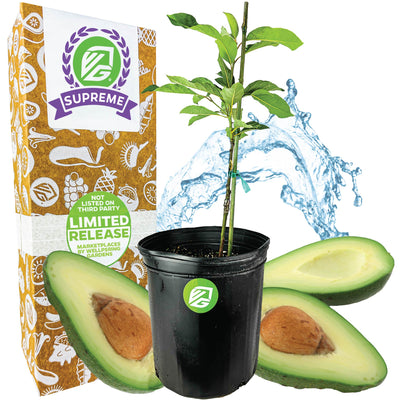 Avocado Lila (Opal)  - Persea americana