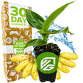 A Little Prince Banana - Musa plant by Wellspring Gardens with green leaves sits before a box labeled "30 Day Guarantee" and "Easy to Grow, Non-GMO." Miniature yellow bananas and water splash in the background—ideal for container gardening.