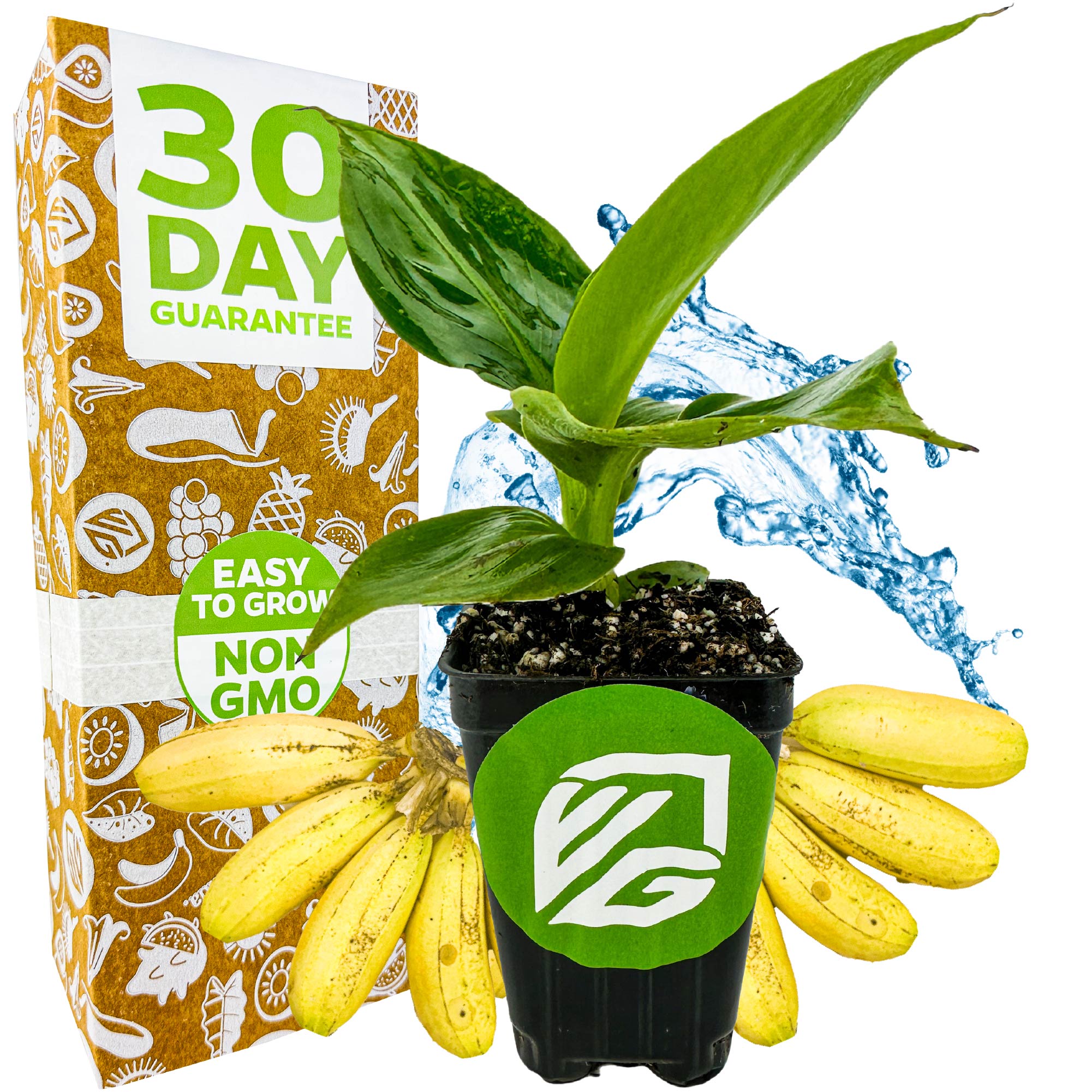 A Little Prince Banana - Musa plant by Wellspring Gardens with green leaves sits before a box labeled "30 Day Guarantee" and "Easy to Grow, Non-GMO." Miniature yellow bananas and water splash in the background—ideal for container gardening.