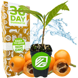 Loquat Tree - Eriobotrya japonica