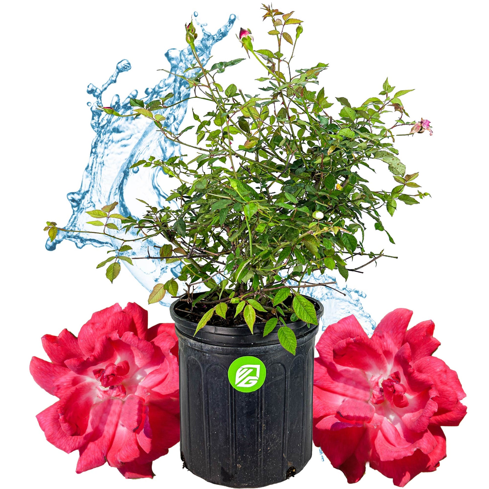 Louis Philippe Rose (Florida Cracker Rose) - Rosa chinensis (3-Gallon Pot)