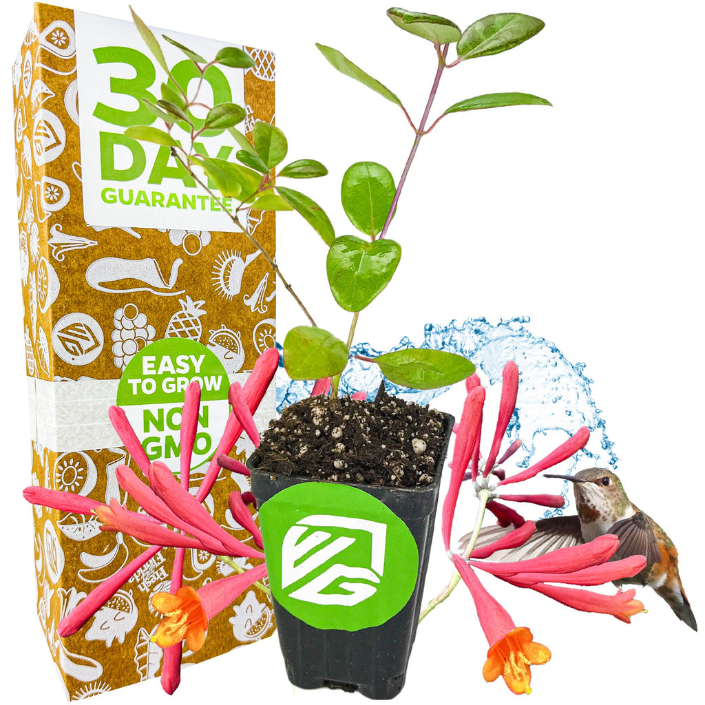 Trumpet Honeysuckle - Lonicera sempervirens