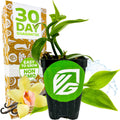 A Wellspring Gardens Vanilla Bean Orchid (Vanilla planifolia) potted plant with a brand logo is beside a box reading 30 Day Guarantee and Easy to Grow, Non-GMO. In front are a yellow orchid flower, vanilla beans, and a splash of water.