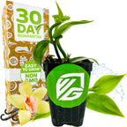 A Wellspring Gardens Vanilla Bean Orchid (Vanilla planifolia) potted plant with a brand logo is beside a box reading 30 Day Guarantee and Easy to Grow, Non-GMO. In front are a yellow orchid flower, vanilla beans, and a splash of water.