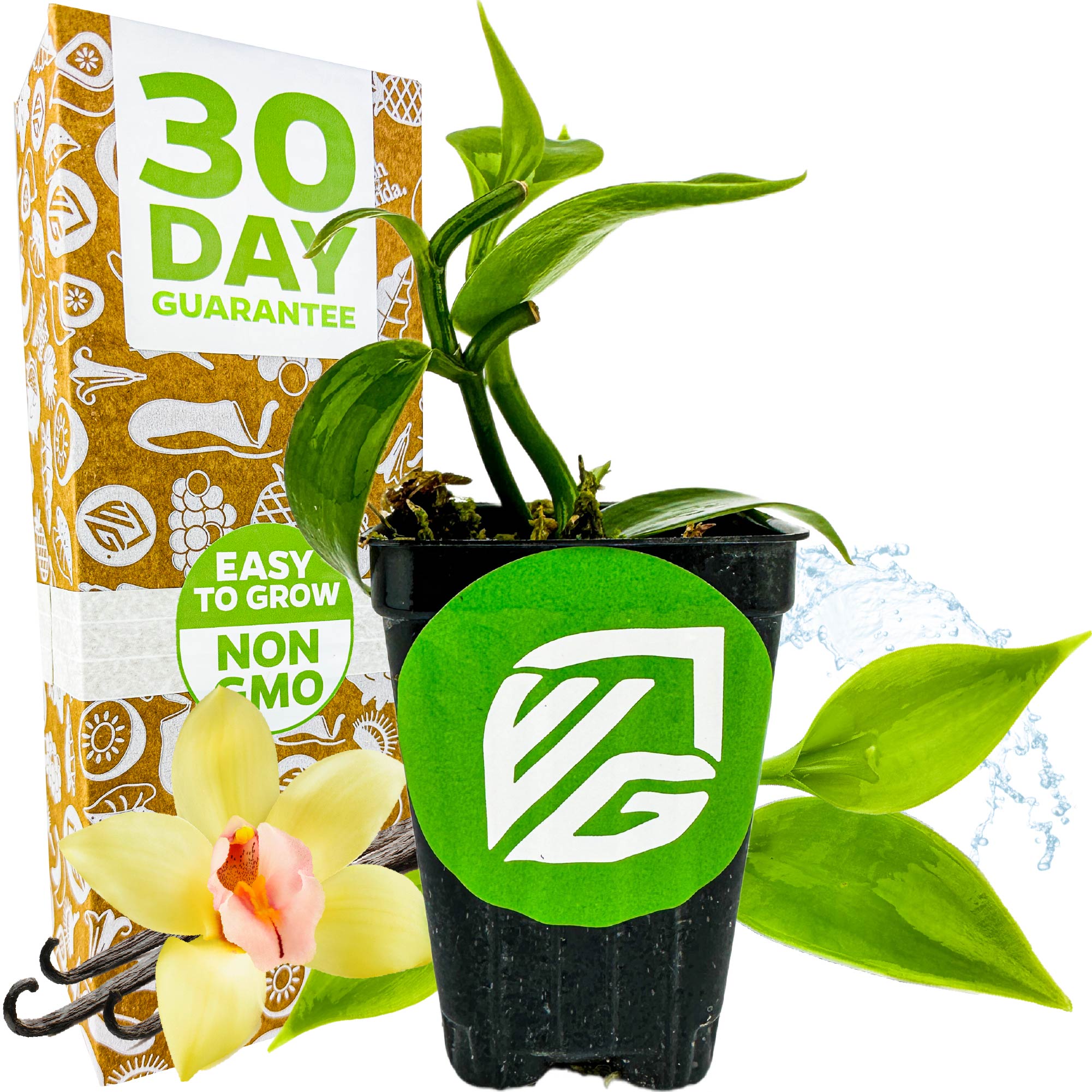 A Wellspring Gardens Vanilla Bean Orchid (Vanilla planifolia) potted plant with a brand logo is beside a box reading 30 Day Guarantee and Easy to Grow, Non-GMO. In front are a yellow orchid flower, vanilla beans, and a splash of water.