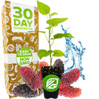 A Wellspring Gardens Dwarf Everbearing Black Mulberry Tree (Morus nigra) in a black pot is surrounded by ripe mulberries, edible leaves, and water splashes. A nearby box highlights a 30 Day Guarantee, Easy to Grow, and Non-GMO features with green-white graphics.