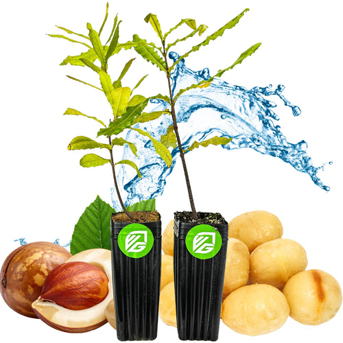 2-Pack of Macadamia Trees - Macadamia integrifolia