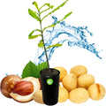 Macadamia Nut Tree (2-Gallon) - Macadamia integrifolia
