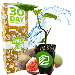 Magnolia Fig - Ficus carica