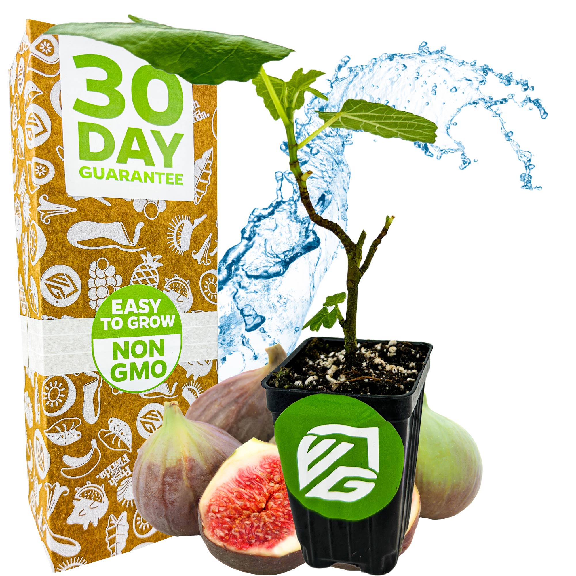 A young Magnolia Fig - Ficus carica plant from Wellspring Gardens in a black pot is shown with cut and whole figs, a water splash background, and a box stating 30 Day Guarantee, Easy to Grow, and Non GMO.